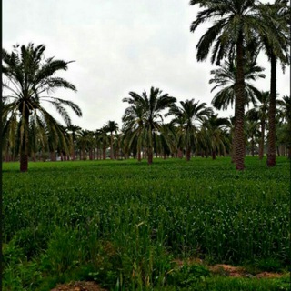 علی سمور الحیدری