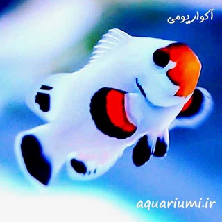 aquariumi آکواریومی