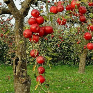 داروهای گیاهی سپیده ?☘???