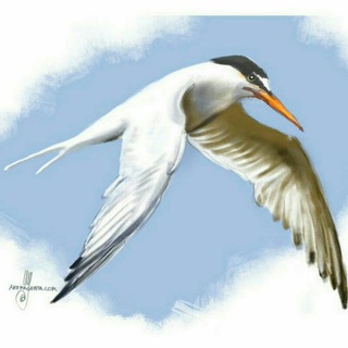 Birds_of_bushehr