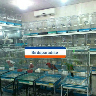 Birds Paradise