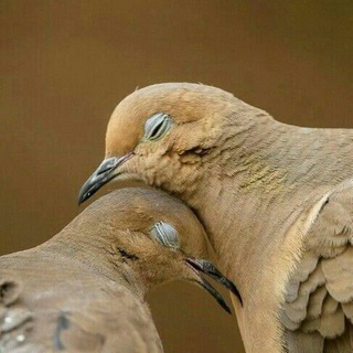 ?  کافه شاهی  ?