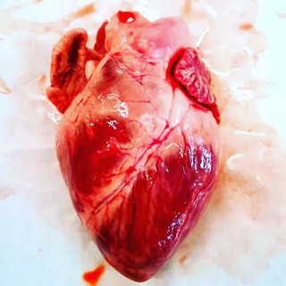 cardiology