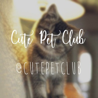 Cute Pet Club