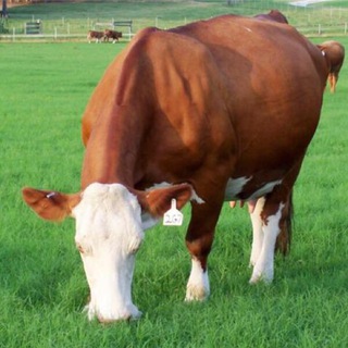 Dairy Cow Nutrition