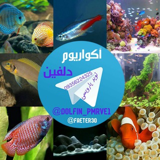 آکواریوم دلفین