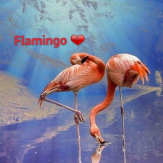 Flamingo❤