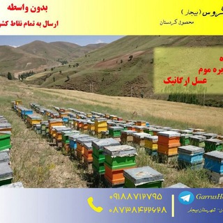 عسل گروس کردستان