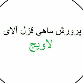 پرورش ماهی قزل آلای لاویج