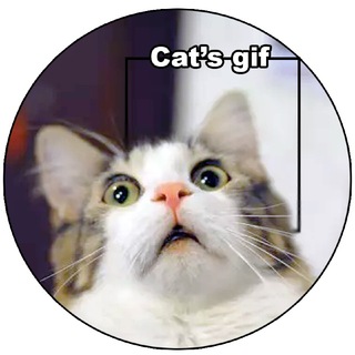 Cat’s gif