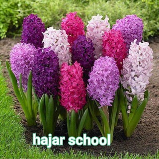 Hajar school