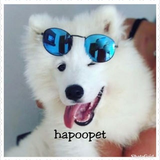 Hapoo.pet