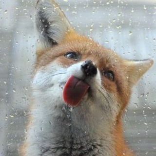 HourlyFoxes