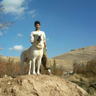 Iran Dog