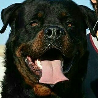 Iran Rottweiler