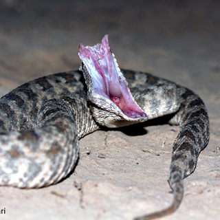 Iranian_Herpetology_Inst