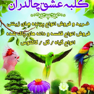 ?کلبه عشق چالدران ?