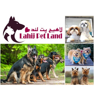 Lahij Pet land (خريد و فروش سگ و حيوانات خانگى) ?