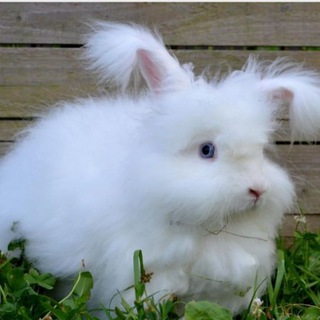 Loop_angora rabbit