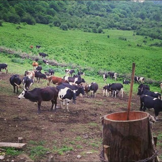 کانال رسمی مال داران مازندران