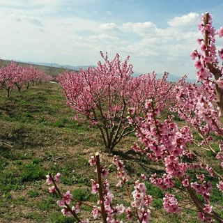 «کانال ندای ارجق»