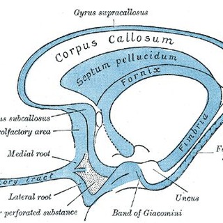 Olfactorius