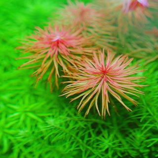 Aquatic plants