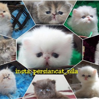 Persiancat_nila