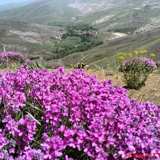 بهشت طارم  ( رزان)