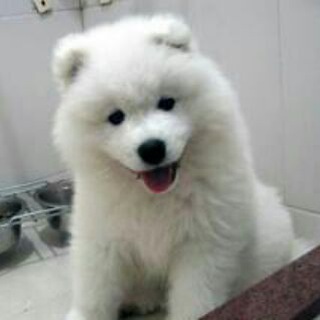 Samoyed TV