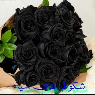 شکوفه های سیاه