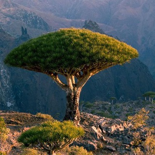 Socotra | سقطرى