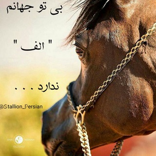 Stallion persian