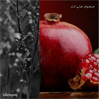 شـڪـوفـہ هاــے انــار?