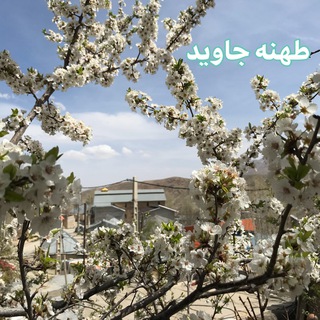 طهنه ی جاوید