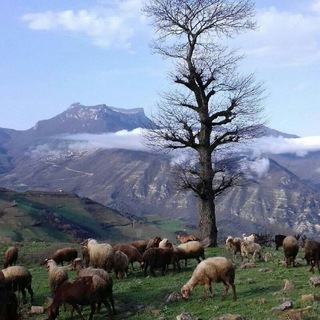 کانال اخبارروستای ویرو(کانال رسمی)